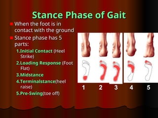 Stance Phase of Gait
Stance Phase of Gait
When the foot is in
When the foot is in
contact with the ground
contact with the ground
Stance phase has 5
Stance phase has 5
parts:
parts:
1.Initial Contact
1.Initial Contact (Heel
(Heel
Strike)
Strike)
2.Loading Response
2.Loading Response (Foot
(Foot
Flat)
Flat)
3.Midstance
3.Midstance
4.Terminalstance
4.Terminalstance(heel
(heel
raise)
raise)
5.Pre-Swing
5.Pre-Swing(toe off)
(toe off)
1 2 3 4 5
 