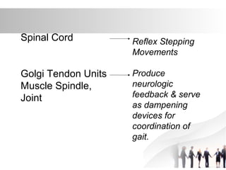Spinal Cord
Golgi Tendon Units
Muscle Spindle,
Joint
Reflex Stepping
Movements
Produce
neurologic
feedback & serve
as dampening
devices for
coordination of
gait.
 