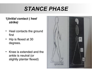 STANCE PHASE
1)Initial contact ( heel
strike)
• Heel contacts the ground
first
• Hip is flexed at 30
degrees.
• Knee is extended and the
ankle is neutral (or
slightly plantar flexed)
 