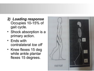 2) Loading response
Occupies 10-15% of
gait cycle.
• Shock absorption is a
primary action.
• Ends with
contralateral toe off
• Knee flexes 15 deg
while ankle plantar
flexes 15 degrees.
 