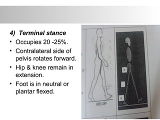 4) Terminal stance
• Occupies 20 -25%.
• Contralateral side of
pelvis rotates forward.
• Hip & knee remain in
extension.
• Foot is in neutral or
plantar flexed.
 