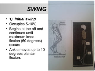SWING PHASE
• 1) Initial swing
• Occupies 5-10%
• Begins at toe off and
continues until
maximum knee
flexion (60 degrees)
occurs
• Ankle moves up to 10
degrees plantar
flexion.
 