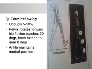 3) Terminal swing
• Occupis 5-10%
• Pelvis rotetes forward
hip flexion reaches 30
degr, knee extend to
near 0 degr.
• Ankle maintains
neutral position.
 