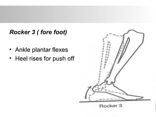 Rocker 3 ( fore foot)
• Ankle plantar flexes
• Heel rises for push off
 