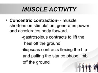 MUSCLE ACTIVITY
• Concentric contraction- - muscle
shortens on stimulation, generates power
and accelerates body forward.
-gastrosoleus contracts to lift the
heel off the ground
-iliopsoas contracts flexing the hip
and pulling the stance phase limb
off the ground
 