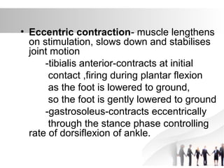 • Eccentric contraction- muscle lengthens
on stimulation, slows down and stabilises
joint motion
-tibialis anterior-contracts at initial
contact ,firing during plantar flexion
as the foot is lowered to ground,
so the foot is gently lowered to ground
-gastrosoleus-contracts eccentrically
through the stance phase controlling
rate of dorsiflexion of ankle.
 
