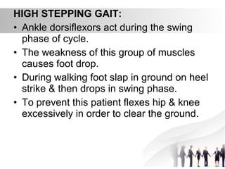 HIGH STEPPING GAIT:
• Ankle dorsiflexors act during the swing
phase of cycle.
• The weakness of this group of muscles
causes foot drop.
• During walking foot slap in ground on heel
strike & then drops in swing phase.
• To prevent this patient flexes hip & knee
excessively in order to clear the ground.
 