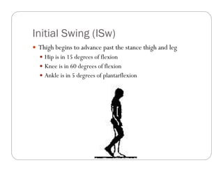 Initial Swing (ISw)
 Thigh begins to advance past the stance thigh and leg
   Hip is in 15 degrees of flexion
   Knee is in 60 degrees of flexion
   Ankle is in 5 degrees of plantarflexion
 