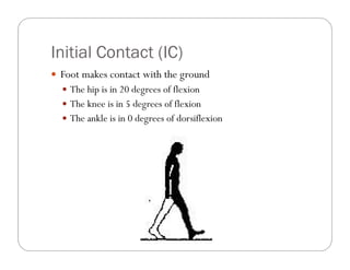 Initial Contact (IC)
 Foot makes contact with the ground
   The hip is in 20 degrees of flexion
   The knee is in 5 degrees of flexion
   The ankle is in 0 degrees of dorsiflexion
 
