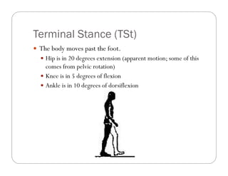 Terminal Stance (TSt)
 The body moves past the foot.
   Hip is in 20 degrees extension (apparent motion; some of this
    comes from pelvic rotation)
   Knee is in 5 degrees of flexion
   Ankle is in 10 degrees of dorsiflexion
 