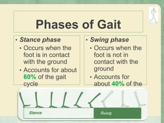 Phases of Gait
• Stance phase
• Occurs when the
foot is in contact
with the ground
• Accounts for about
60% of the gait
cycle
• Swing phase
• Occurs when the
foot is not in
contact with the
ground
• Accounts for
about 40% of the
gait cycle
 