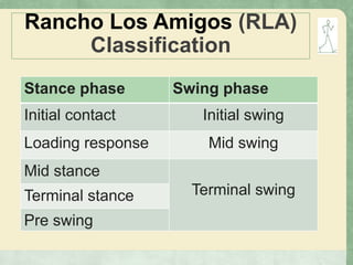 Rancho Los Amigos (RLA)
Classification
Stance phase Swing phase
Initial contact Initial swing
Loading response Mid swing
Mid stance
Terminal swingTerminal stance
Pre swing
 