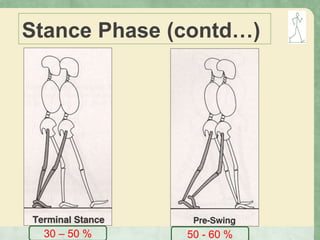 Stance Phase (contd…)
30 – 50 % 50 - 60 %
 