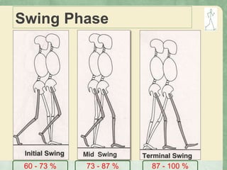 Swing Phase
60 - 73 % 73 - 87 % 87 - 100 %
 