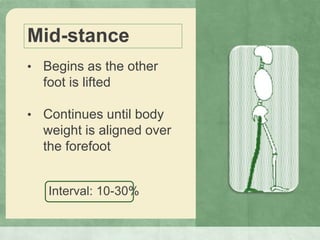 Mid-stance
• Begins as the other
foot is lifted
• Continues until body
weight is aligned over
the forefoot
Interval: 10-30%
 