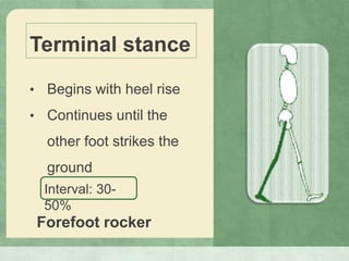 Terminal stance
• Begins with heel rise
• Continues until the
other foot strikes the
ground
Interval: 30-
50%
Forefoot rocker
 