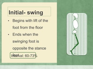 Initial- swing
• Begins with lift of the
foot from the floor
• Ends when the
swinging foot is
opposite the stance
footInterval: 60-73%
 