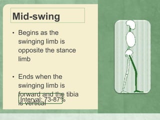 Mid-swing
• Begins as the
swinging limb is
opposite the stance
limb
• Ends when the
swinging limb is
forward and the tibia
is vertical
Interval: 73-87%
 