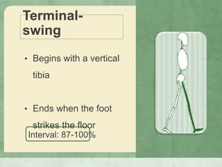 Terminal-
swing
• Begins with a vertical
tibia
• Ends when the foot
strikes the floor
Interval: 87-100%
 