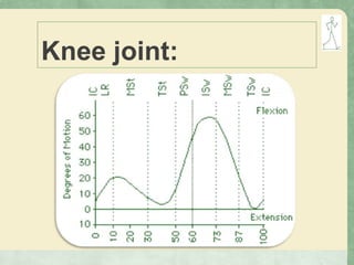 Knee joint:
 