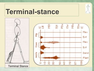 Terminal-stance
 