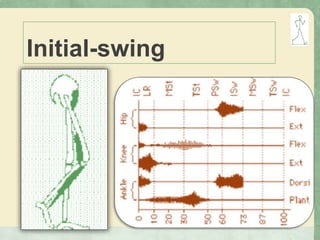 Initial-swing
 