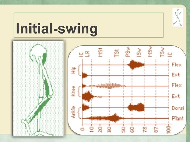 Gait, Phases of Gait, Kinamatics and kinetics of gait | PPTX | Death ...