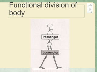 Functional division of
body
 