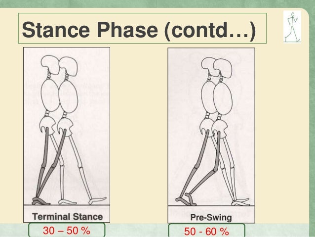 Gait Phases Of Gait Kinamatics And Kinetics Of Gait