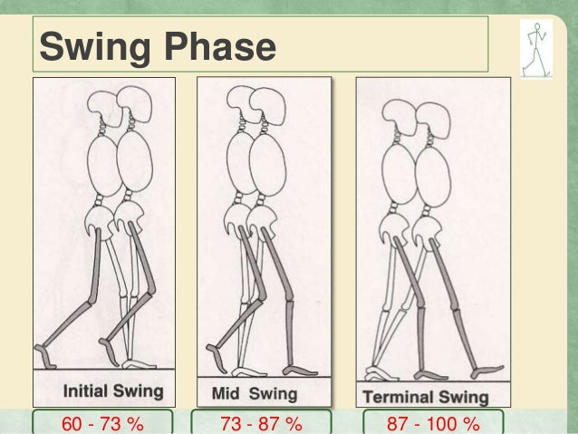 Gait Phases Of Gait Kinamatics And Kinetics Of Gait
