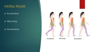 SWING PHASE
 Acceleration
 Mid swing
 Deceleration
 