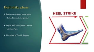 Heel strike phase :
 Beginning of stance phase when
the heel contacts the ground .
 Begins with initial contact & ends
with foot flat .
 First phase of Double Support
 