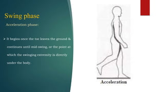 Swing phase
Acceleration phase:
 It begins once the toe leaves the ground &
continues until mid-swing, or the point at
which the swinging extremity is directly
under the body.
 