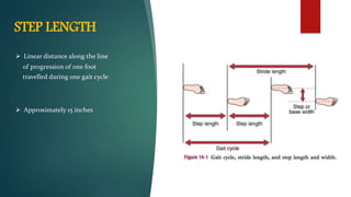 STEP LENGTH
 Linear distance along the line
of progression of one foot
travelled during one gait cycle
 Approximately 15 inches
 
