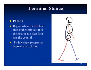 Terminal Stance
Phase 4
Begins when the red heel
rises and continues until
the heel of the blue foot
hits the ground.
Body weight progresses
beyond the red foot
12
 