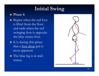Initial Swing
Phase 6
Begins when the red foot
is lifted from the floor
and ends when the red
swinging foot is opposite
the blue stance foot.
It is during this phase
that a foot drop gait is
most apparent.
The blue leg is in mid-
stance.
18
 