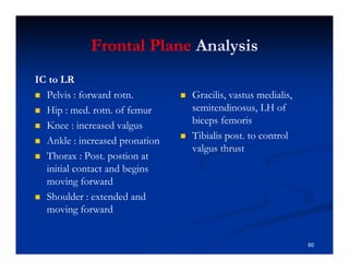 Frontal Plane Analysis
IC to LR
Pelvis : forward rotn.
Hip : med. rotn. of femur
Knee : increased valgus
Ankle : increased pronation
Thorax : Post. postion at
initial contact and begins
moving forward
Shoulder : extended and
moving forward
Gracilis, vastus medialis,
semitendinosus, LH of
biceps femoris
Tibialis post. to control
valgus thrust
60
 