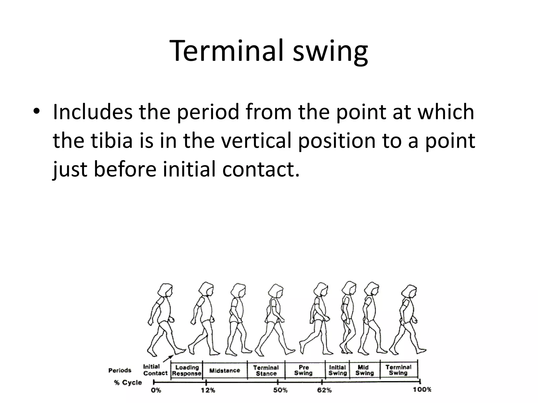 Terminal swing
• Includes the period from the point at which
the tibia is in the vertical position to a point
just before initial contact.
 