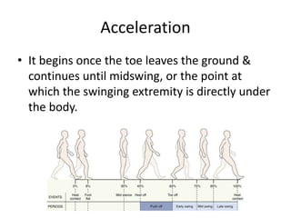 Acceleration
• It begins once the toe leaves the ground &
continues until midswing, or the point at
which the swinging extremity is directly under
the body.
 