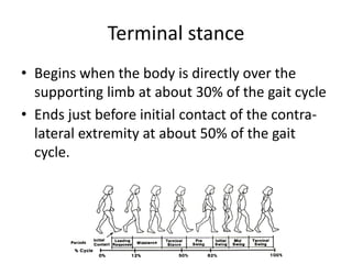 Terminal stance
• Begins when the body is directly over the
supporting limb at about 30% of the gait cycle
• Ends just before initial contact of the contra-
lateral extremity at about 50% of the gait
cycle.
 