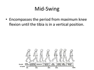 Mid-Swing
• Encompasses the period from maximum knee
flexion until the tibia is in a vertical position.
 