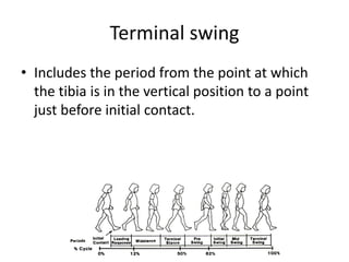 Terminal swing
• Includes the period from the point at which
the tibia is in the vertical position to a point
just before initial contact.
 