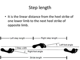 Step length
• It is the linear distance from the heel strike of
one lower limb to the next heel strike of
opposite limb.
 