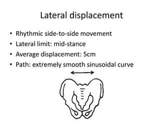 Lateral displacement
• Rhythmic side-to-side movement
• Lateral limit: mid-stance
• Average displacement: 5cm
• Path: extremely smooth sinusoidal curve
 