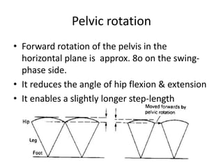 Pelvic rotation
• Forward rotation of the pelvis in the
horizontal plane is approx. 8o on the swing-
phase side.
• It reduces the angle of hip flexion & extension
• It enables a slightly longer step-length
 
