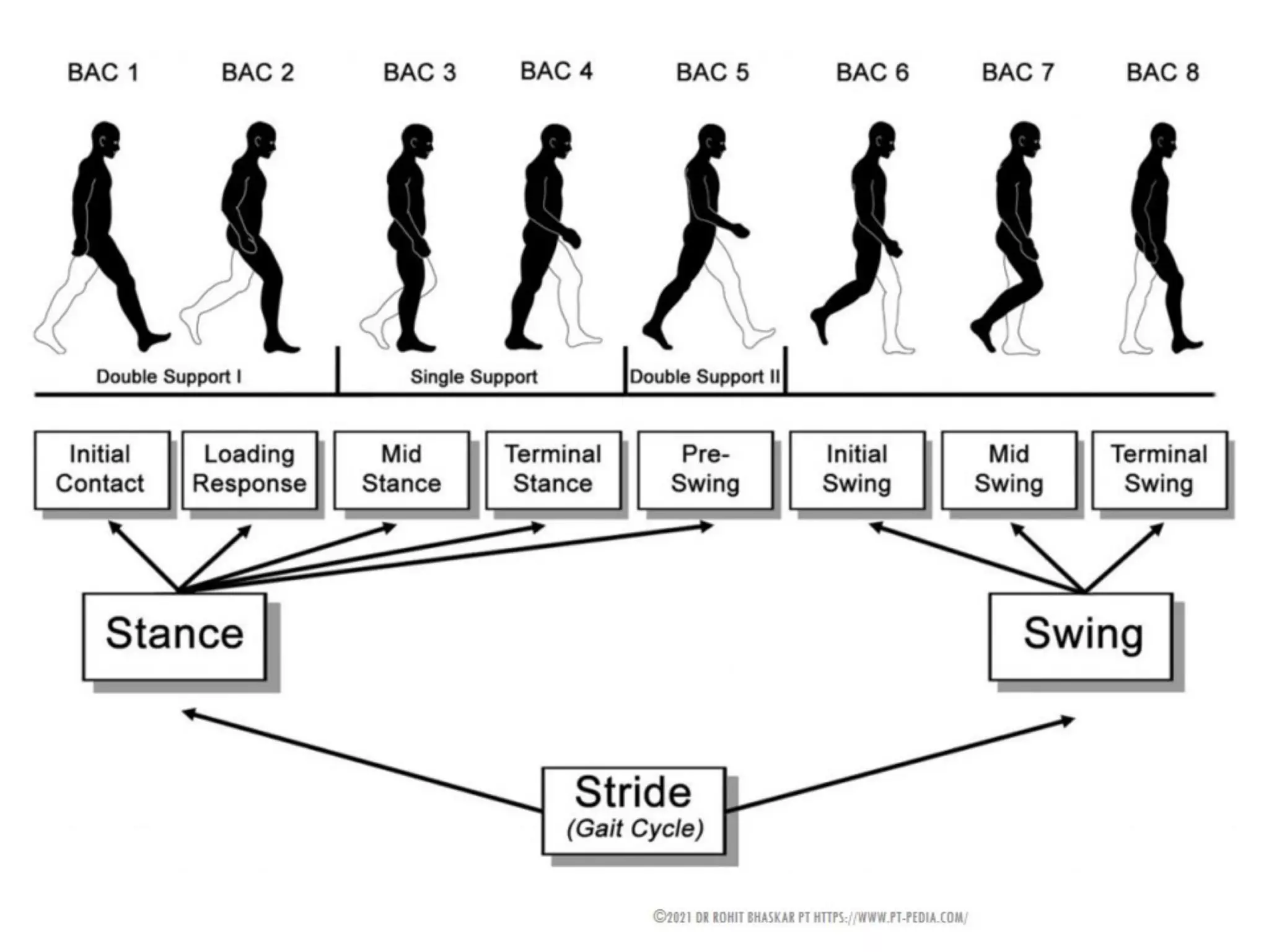 Gait Cycle - Phases & Analysis - Dr Rohit Bhaskar