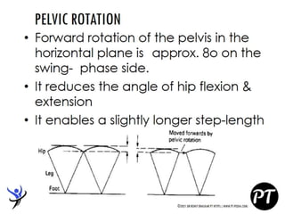 Gait Cycle - Phases & Analysis - Dr Rohit Bhaskar