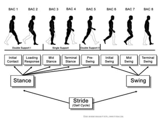 Gait Cycle - Phases & Analysis - Dr Rohit Bhaskar