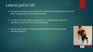 Lateral pelvic tilt
 During the midstance period the COG reaches the peak level and the total
body is supported by one lower extremity.
 To reduce the COG level, opposite side, i.e. swing phase pelvis tilts
laterally. So that the COG comes little down.
 Result: Lateral pelvic tilt helps to reduce the COG level during the
midstance period.
 