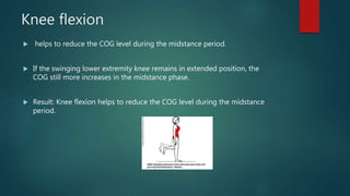 Knee flexion
 helps to reduce the COG level during the midstance period.
 If the swinging lower extremity knee remains in extended position, the
COG still more increases in the midstance phase.
 Result: Knee flexion helps to reduce the COG level during the midstance
period.
 